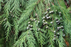 Chamaecyparis lawsoniana (2) (1200 x 800).jpg_product